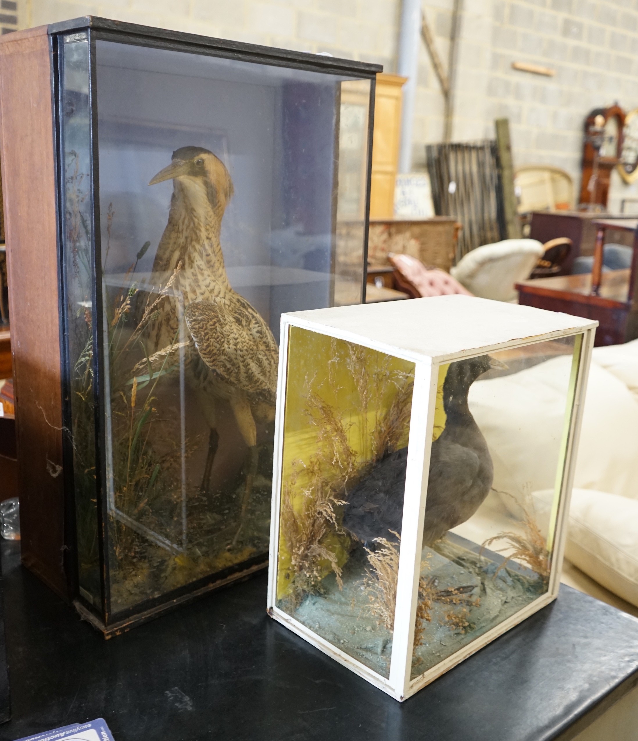 A Victorian cased taxidermic bittern and another water bird, larger width 46cm, height 73cm